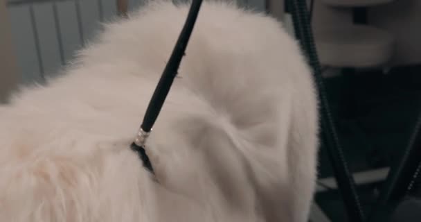 Female Owner Hand Drying Husky Dog Hairdryer Taking Shower Close — Stock Video