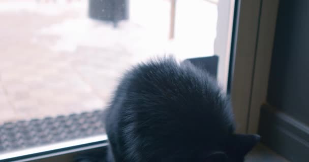 Preto Bonito Amigável Calmo Preto Cão Olhando Redor Sentado Peitoril — Vídeo de Stock