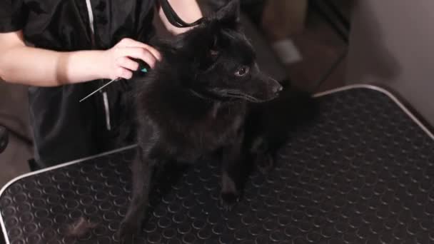 Μικρή Ομορφιά Χαριτωμένο Μαύρο Σκυλί Στο Χέρι Groomers Διαδικασίες Ομορφιάς — Αρχείο Βίντεο