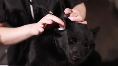 Kız evcil hayvan kulaklarını temizliyor. Veteriner kliniğinde veteriner köpek kulağı, kaşıntı ve kokuları azaltmaya yardım eden kadın. Hayvan sağlığı konsepti