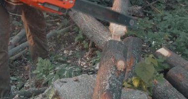 Ormanda elektrikli testereyle güvenlik teçhizatı takan çalışkan, vahşi oduncu yazın düşmüş odunları çimlere fırlatıyor.