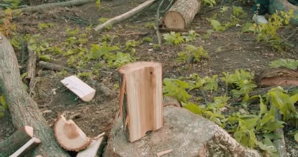 Homem Shirtless Resistente Forte Que Divide Logs Floresta Closeup Recortado — Vídeo de Stock