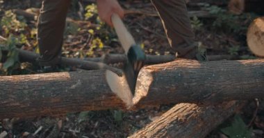 Forster, yaz akşamında ormanda ağır çekimde kütük topluyor. Yakacak odun kesiyorum. Odun kesiyorum. Oduncu ekipmanı. Orman odunculuğu. Kereste toplama
