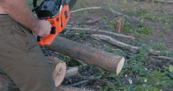 Proces Wycinania Drewna Piłą Łańcuchową Ogrodzie Lub Lesie Zamknij Przycięte — Wideo stockowe