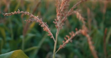 Yakın çekim muhteşem harika mısır tarlası yeşil mısır tarlası tarlası tarlası tarla çiftliği Yaz Tarım Mevsimi Yiyecek Gıda güzelliği, manzara. Mısır tarlasında gün doğumu