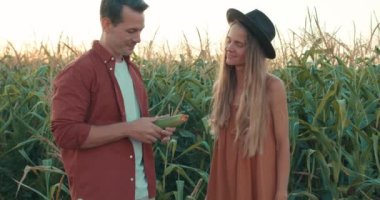 Yakışıklı bir adam mısırın kulağını koparıyor, mutlu bir çift tarlada mısır koçanı tutuyor, aile yaz akşamları mısır koçanı tarlasını kontrol ediyor. Yavaş çekim portresi yakın çekim.