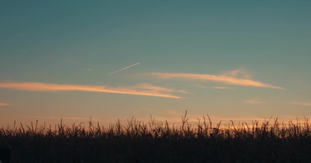 Underbart Fantastiskt Fält Majs Solen Vid Solnedgången Majsplanta Gröna Blad — Stockvideo