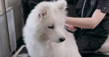 İyi huylu köpek, bir kuaförde profesyonel bir tımar tarafından okşandı. Küçük işletme. profesyonel tımar endüstrisi