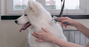 Uzman bir salonda köpek için profesyonel bakım. Tımarcılar aletleri ellerinde tutuyorlar. iş mesleği küçük işletme