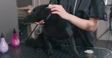 Profesyonel tımarcı tarafından siyah köpek için bir kuaförde kulak temizleme prosedürü, yavaş çekim sağlık hizmetleri