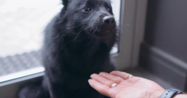 Dost canlısı köpek ev sahibi ile sıcak ev ortamının tadını çıkarıyor, ev sahibini yalıyor, sağdıç elini yalıyor, Palm Best Friends kavramını benimsiyor. Köpek insan elini kokluyor ve yalıyor. Sahiplerinin dostu ve bakımı.