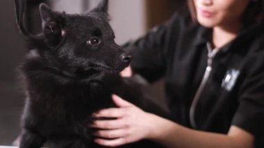 Siyah tapılası köpek kuaförde bu prosedüre katlanıyor. Yakın çekim.