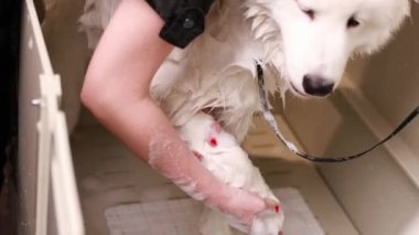 Kirli patileri yıkayan kadın sahibi, sokakta yürüdükten sonra köpek bacakları, kesilmiş atışları kapat.