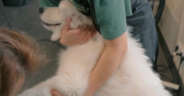 Właściciel Psów Gospodarstwa Przytulanie Jego Agresywny Zwierzak Ładny Pies Husky — Wideo stockowe