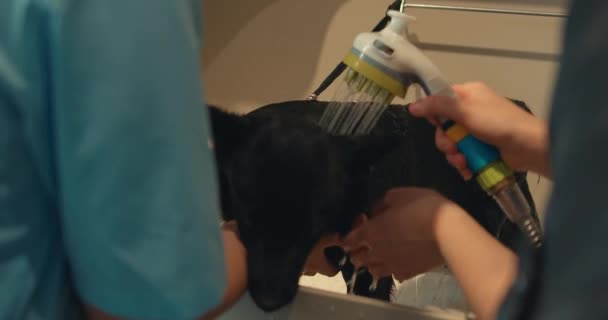Pan Młody Właściciel Zwierząt Domowych Myjący Czarnego Psa Wannie Jasnej — Wideo stockowe