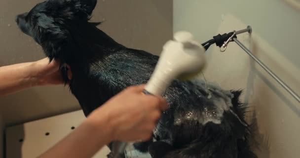 Mulher Limpa Cão Mãos Das Meninas Lavar Cachorro Cão Schipperke — Vídeo de Stock