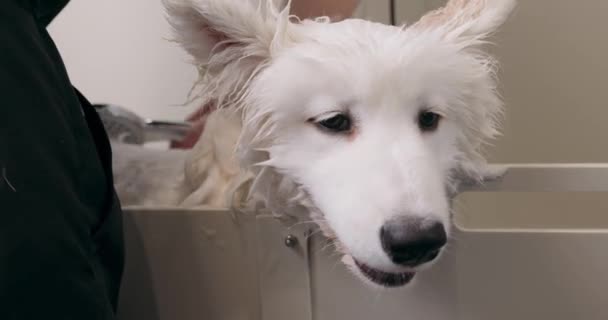 ぬれた穏やかな白い犬は バスルームでの時間を過ごす クローズアップ撮影 毛皮とコートの保護 女性はペットの体からシャンプーを洗い流し — ストック動画