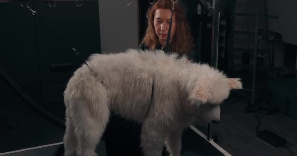 Groomer Fêmea Cabelos Claros Fluff Dogs Hair Shampoo Tiro Perto — Vídeo de Stock