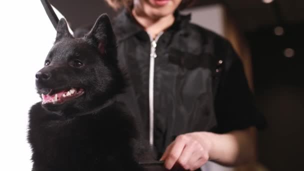 Kvinna Förbereder Päls Hund För Att Tillämpa Lopp Och Fästingbehandling — Stockvideo