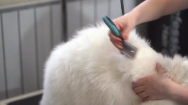 Kadın veteriner bir kuaförde Samoyed köpeğinin saçını tarıyor, yakın plan. Hayvan bakımı. Yavaş çekim