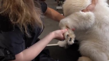 Bir köpeğin pençelerini törpülemek için alet, alet ve alet kullanarak tımarcı ve evcil hayvan sahibinin kesilmiş görüntülerini kapatın..