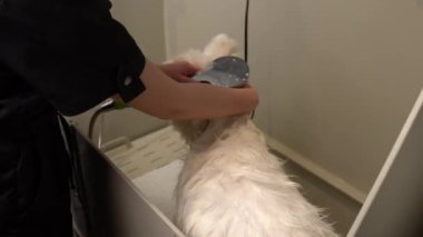 Kamera uzaklaşıyor. Kadın sahibi evcil köpek vücudunu banyo musluğundan gelen suyla yıkıyor. Evcil hayvan geniş banyoda duş almaktan hoşlanır.