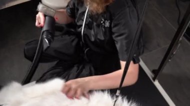 Kadın kuaför saç kesimi ve kurutucu köpek cinsi Husky Yavaş çekim