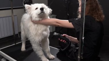 Kız Husky Dog Dries Dog Flow Dryer kullanıyor, yavaş çekim.