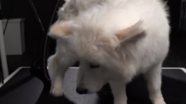 Profesyonel bir tımarcı. İtaatkar, itaatkar, profesyonel ekipmanlı bir köpek. Ağır çekimde.