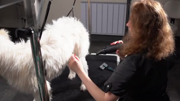 Witte Husky Hond Grooming Salon Populaire Ras Van Hond Slow — Stockvideo
