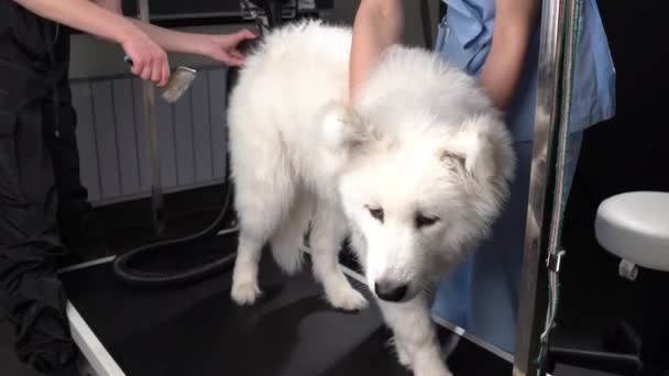 Negocio Del Cuidado Mascotas Cuidado Higiénico Limpieza Del Perro Cámara — Vídeo de stock