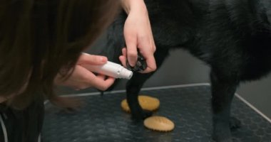 Köpek kuaföründe elektrikli tırnak öğütücü kullanan bir kadın. Pençeleri cilalamak, evcil hayvan konseptini kırpmak ve manikür yapmak. Hayvan hijyeni. Kuaförde profesyonel güzellik prosedürü. Kapat.