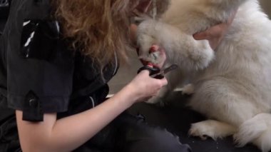 Profesyonel sarışın kadın kuaför köpeklerin tırnaklarını kırpıcı ile kesiyor, yavaş çekim yakın plan kesilmiş.