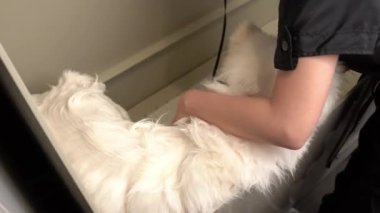 Yıkanma sırasında korkmuş köpek, kadın kuaför Zoosalon 'da ya da köpek barınağında Husky köpeği yıkıyor. Profesyonel bakım ve hayvan bakımı. Beyaz köpek kaçmaya çalışıyor..