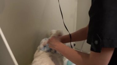 Beyaz Husky 'yi şampuanla banyo küvetinde yıkama işlemi, yavaş çekimde ender görülür.