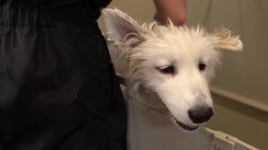 Şirin, komik, dost canlısı Husky köpeği duş alıyor, banyo yapıyor. Yürüyüşten sonra temiz ve güvende kalmak için yıkan. Evcil hayvanı hijyenle yıka. Yaz banyosu