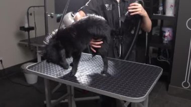 Saldırgan yaramaz köpek kurutma işleminden korkar. Köpek masanın üzerinde koşuyor, tımarcıdan kaçmaya çalışıyor. yavaş çekim