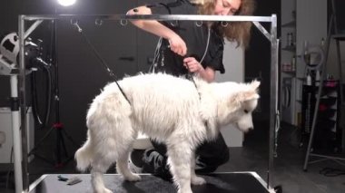 Islak bir Husky köpeği banyoda duruyor, sigorta için tasması var..