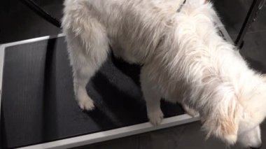 Üst manzara beyaz Husky yorgun köpek bakım masasında, yavaş çekim güzellik prosedürleri alıyor