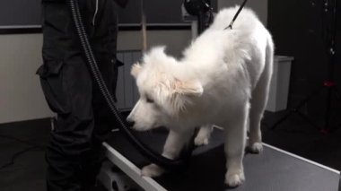 Profesyonel tımarcı köpeklere yumuşak, temiz ve tüylü, ağır çekimde palto yapar.
