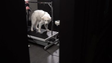 Kurutma işleminden sonra titreyen sevimli Husky köpeği, ağır çekim, rekabetçi bir şov için evcil hayvan hazırlayan tımarcı.