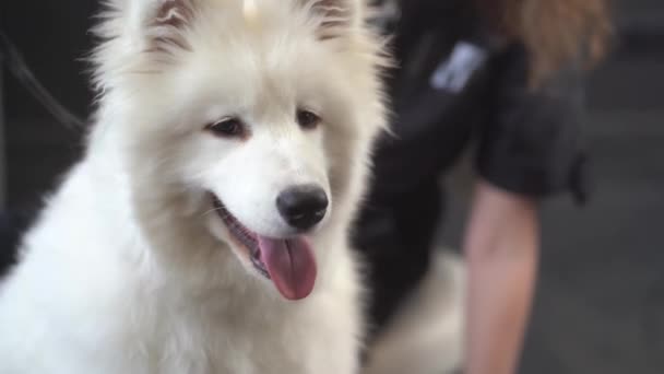 Szczęśliwy Whiet Frindly Pies Siedzi Stole Salonie Pielęgnacyjnym Zbliżenie Portret — Wideo stockowe