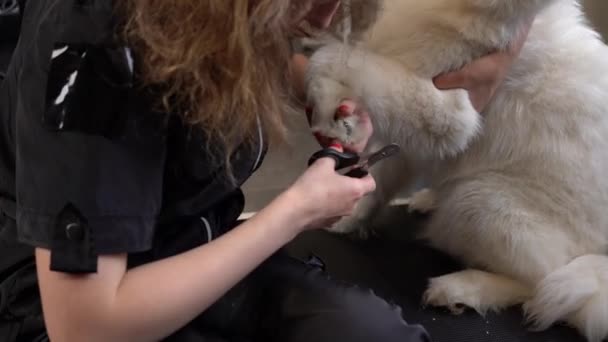 Professionelle Blondhaarige Pflegerin Trimmt Hundenägel Mit Klipper Zeitlupe Nahaufnahme Beschnitten — Stockvideo