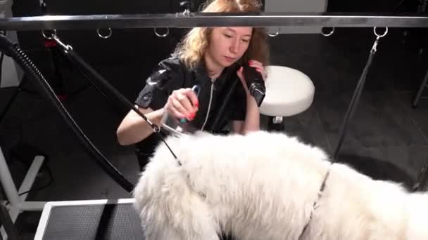 Επαγγελματική Δίκαιη Μαλλιά Groomer Στεγνώνει Λευκό Husky Σκυλί Χρησιμοποιώντας Στεγνωτήρα — Αρχείο Βίντεο