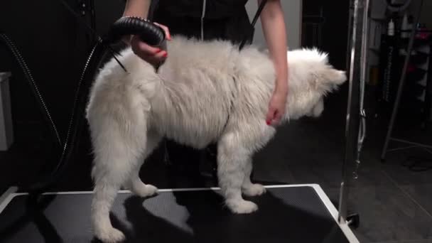 Γυναίκα Καθαρισμού Husky Σκυλί Στο Σαλόνι Καλλωπισμού Κοντινό Πλάνο Πυροβόλησε — Αρχείο Βίντεο