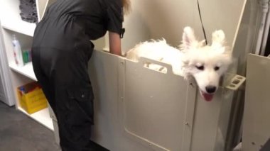 Islak beyaz Husky 'nin durulama sabunlu bedeni yavaş çekimde portreyi yaklaştırıyor. - Evcil Köpekler ve Dostlar, Hayvan Sevgisi Konsepti