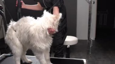 Tatmin olmamış yaramaz Husky köpeği havadan tüylerini kuruturken kaçmaya çalışıyor. Beyaz ıslak tüylü evcil hayvan ve beyaz kadın içeride tımarlanıyor.
