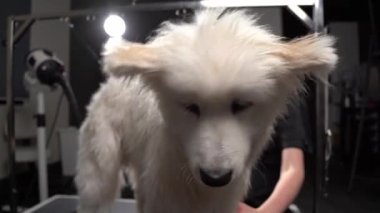 Dost canlısı, sevimli, sevimli köpek yavrusu kuaförde, yakın çekim portresi ağır çekim