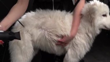 Kuaförde iri kıyım bir köpek. Bakımcı, hayvanın derisini dökerken mantoyu kurutur ve üfletir..