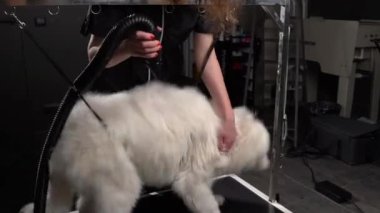 Profesyonel kadın kuaför kuaför kuaförü kuaförde yıkandıktan sonra Husky köpeğini kurutuyor. Saç kurutma makinesi kullanan kadın elleri saç kurutma makinesiyle kurutuluyor. Hayvan saç stili konsepti.